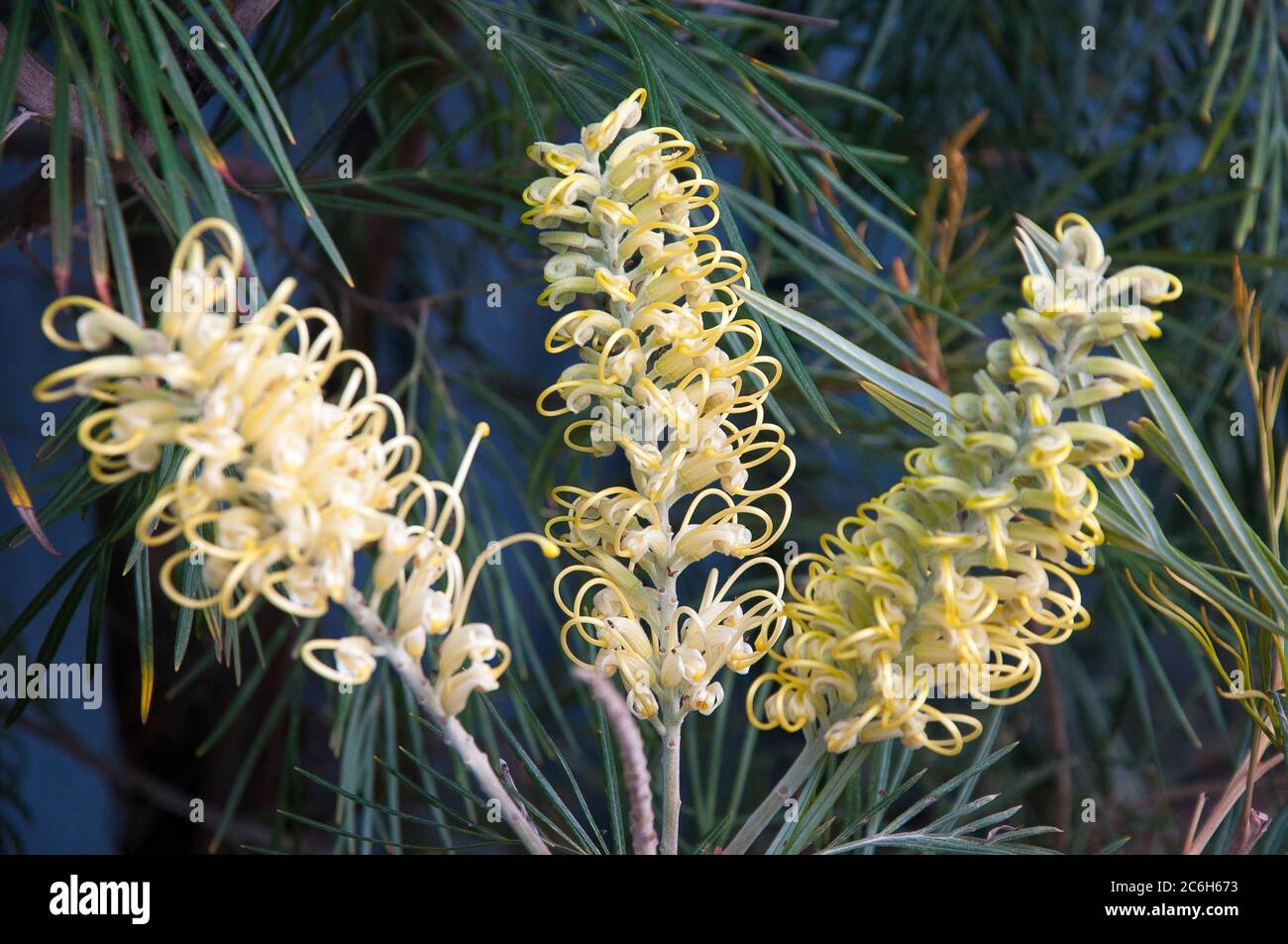 Grevillea 'Honey Gem', ein australischer Eingeborener, blühend in Melbourne, Australien Stockfoto