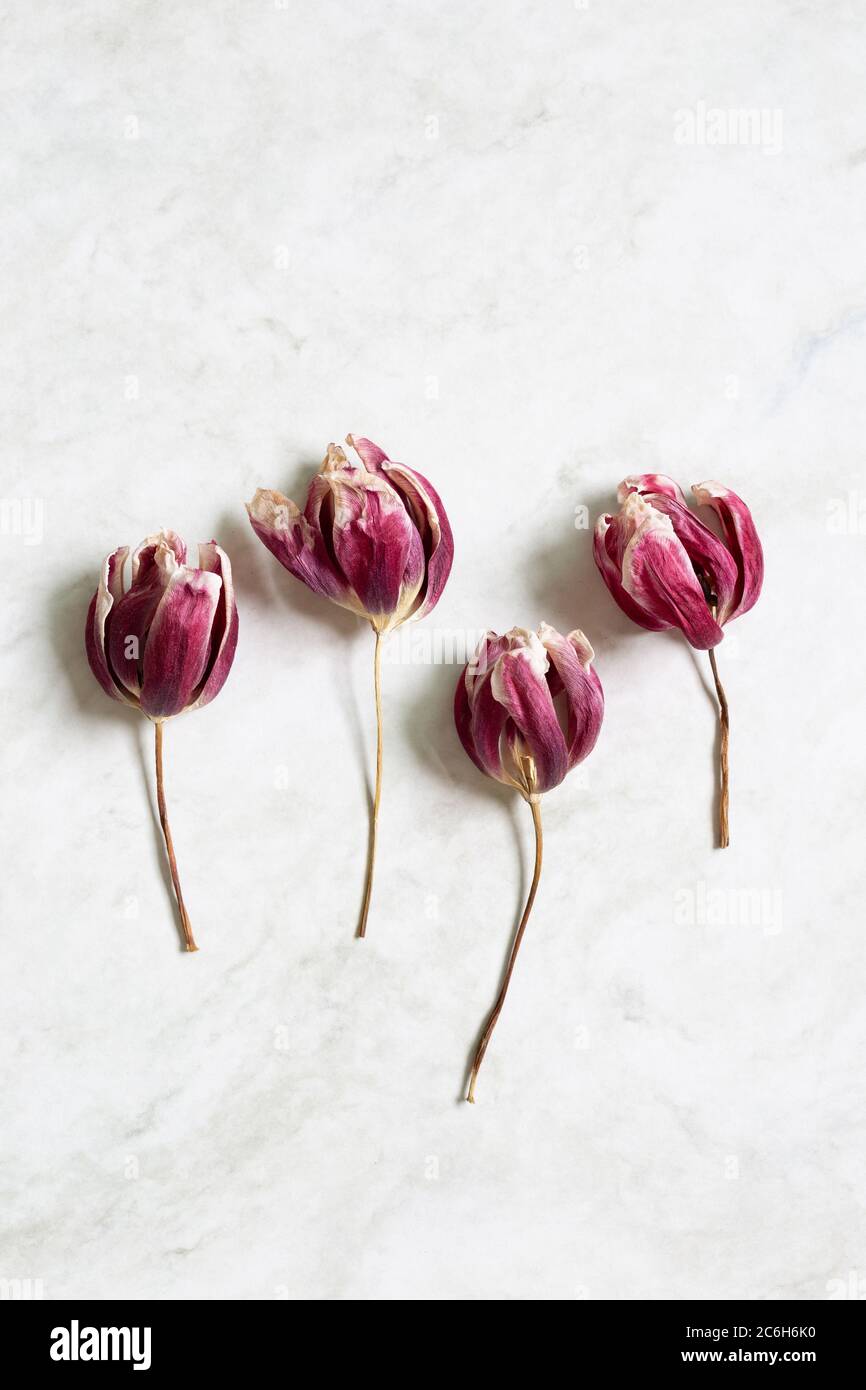 Rote lila trockene Tulpenblume auf weißem grauen Hintergrund. Flach legen, Draufsicht, Kopierraum Stockfoto