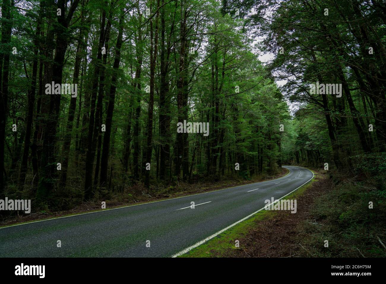 Open Highway Road in Zukunft, keine Autos, Auto auf Asphaltstraße durch grünen Wald, Bäume, Kiefern, Fichten. Stockfoto