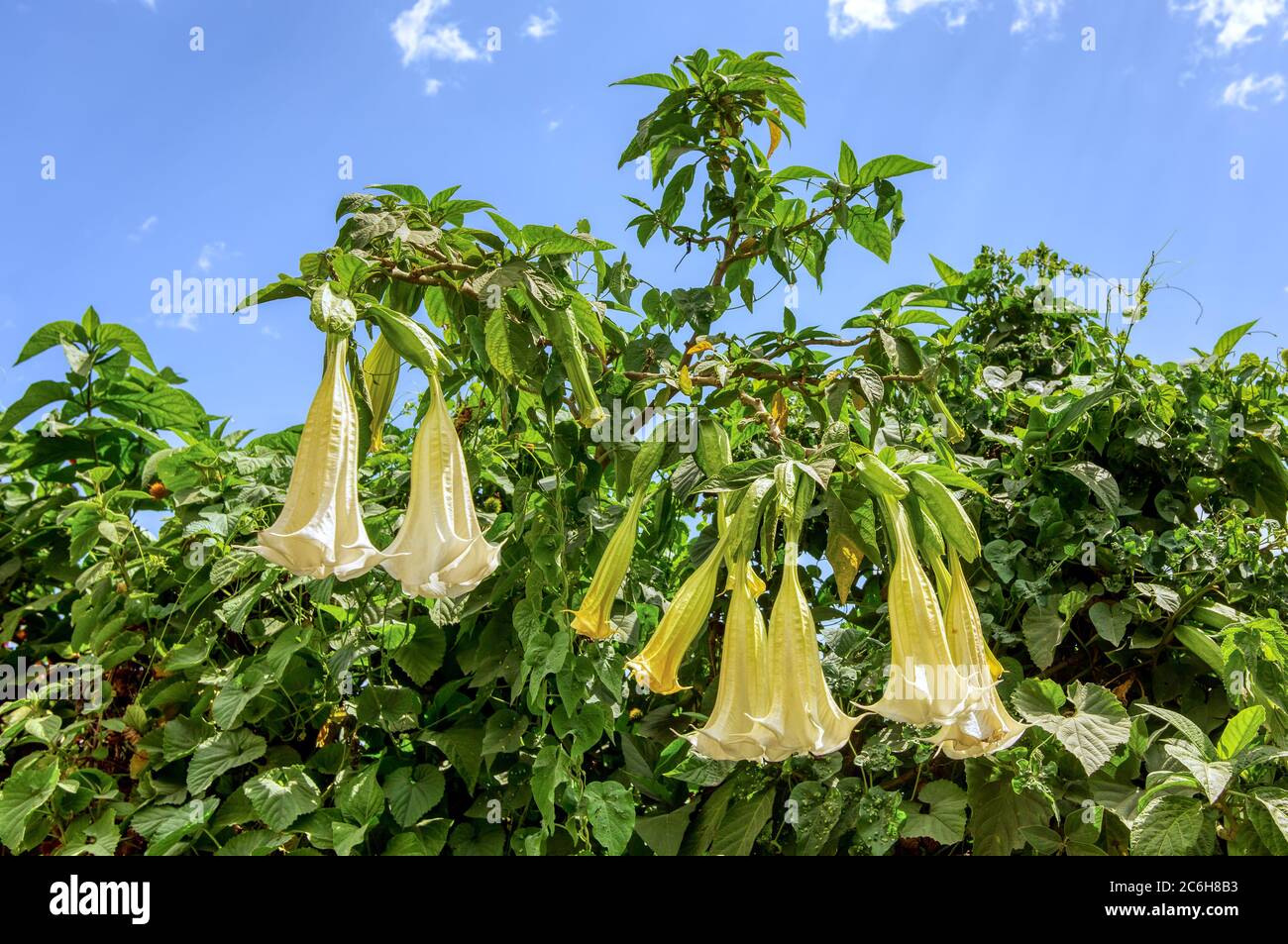White Angels Trompetenblumen, Datura Stramonium, wilde Blume in äthiopischer Landschaft gegen blauen Himmel, äthiopische Wildnis Stockfoto