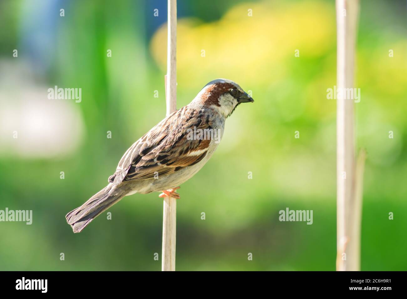 Sperling Vogel auf trockenem Ast sitzen Stockfoto