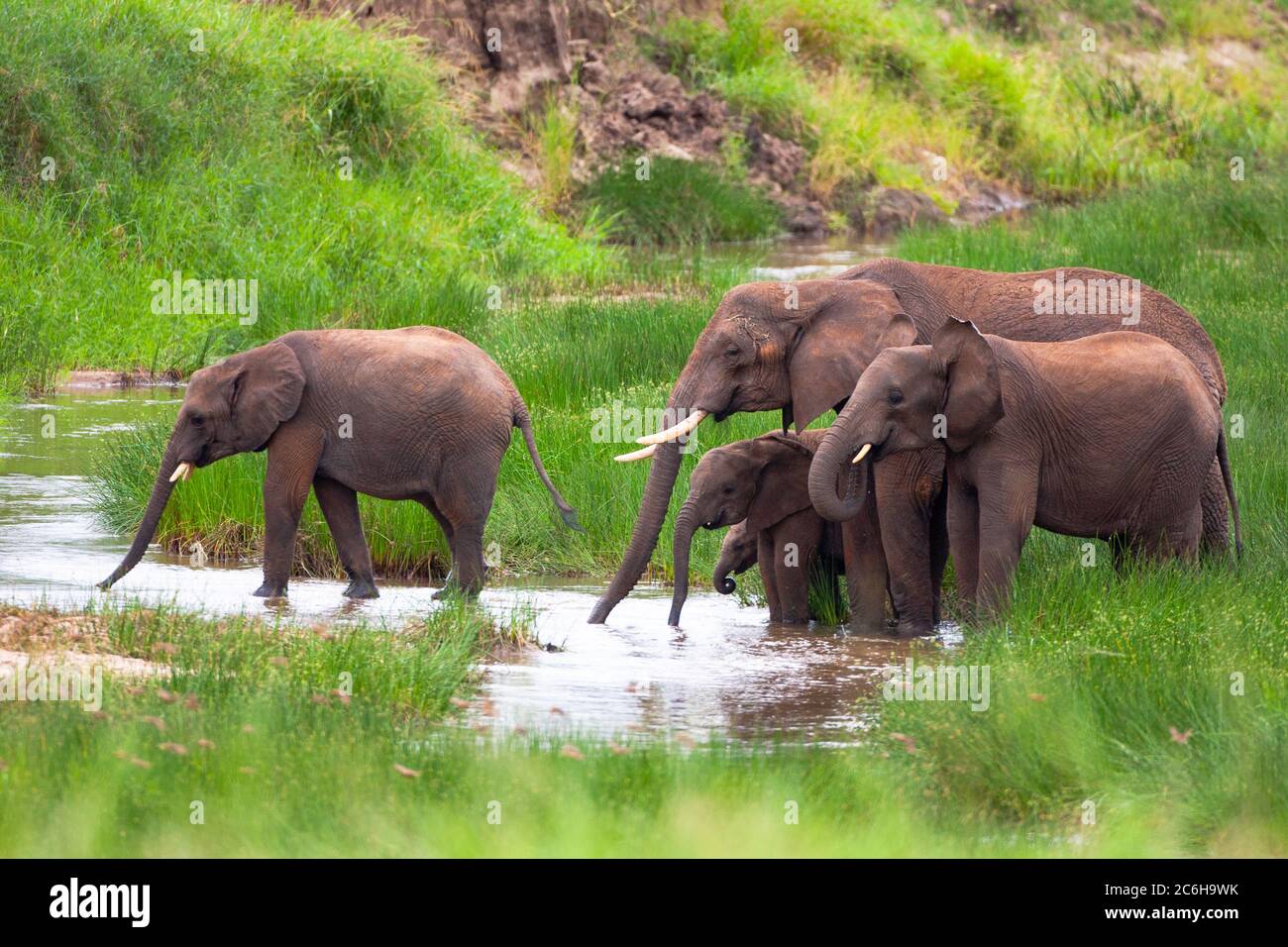 Eine Herde von afrikanischen Bush-Elefanten (Loxodonta africana) in freier Wildbahn fotografiert Stockfoto