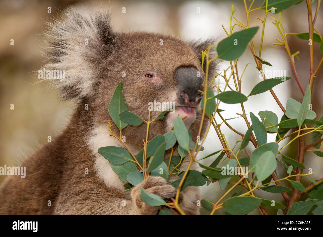Koala (Phascolarctos cinereus) frisst Blätter in einem Eukalyptusbaum Stockfoto