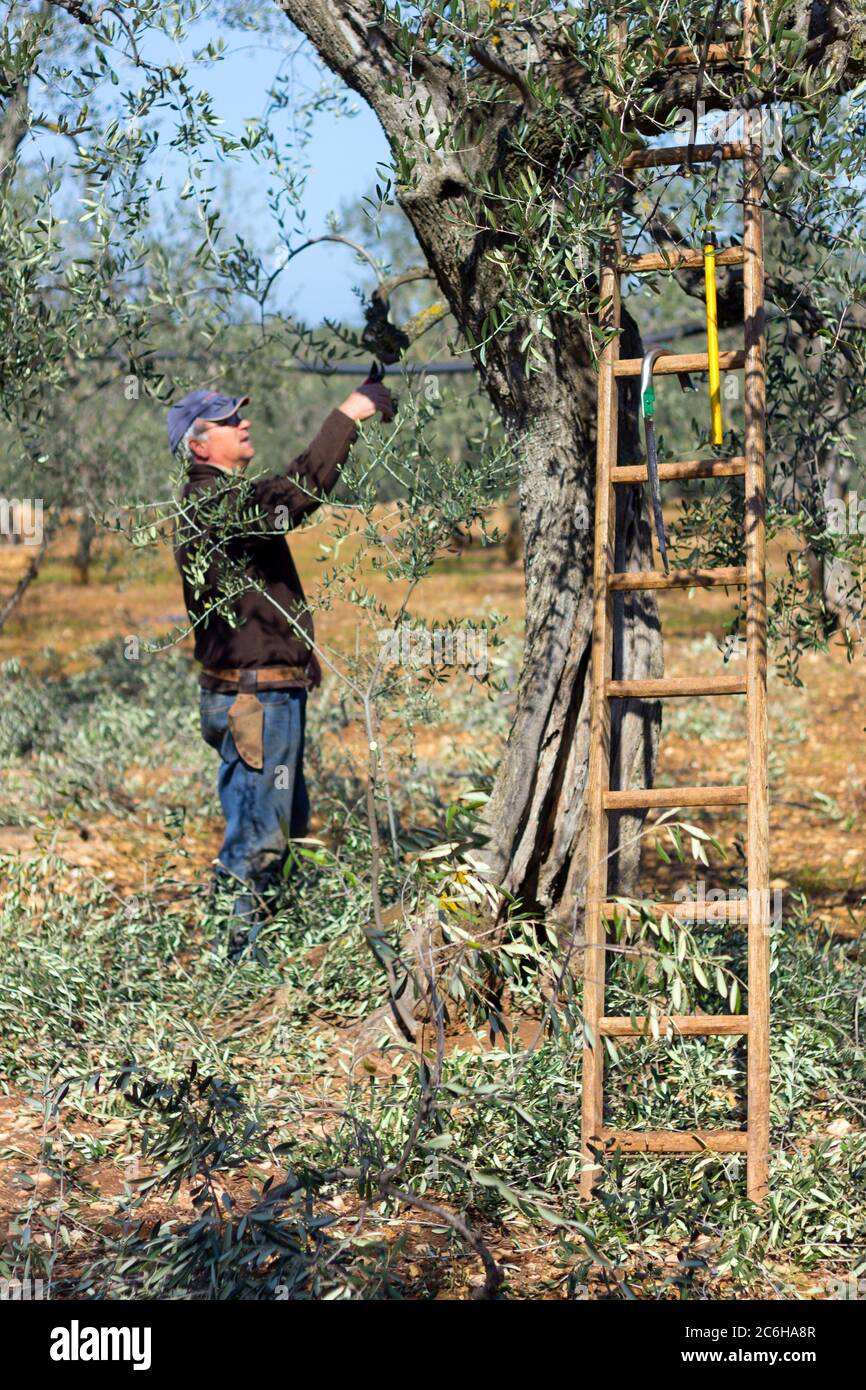 Arbeiter Rebschnitt Olivenbäume Zweige Stockfoto