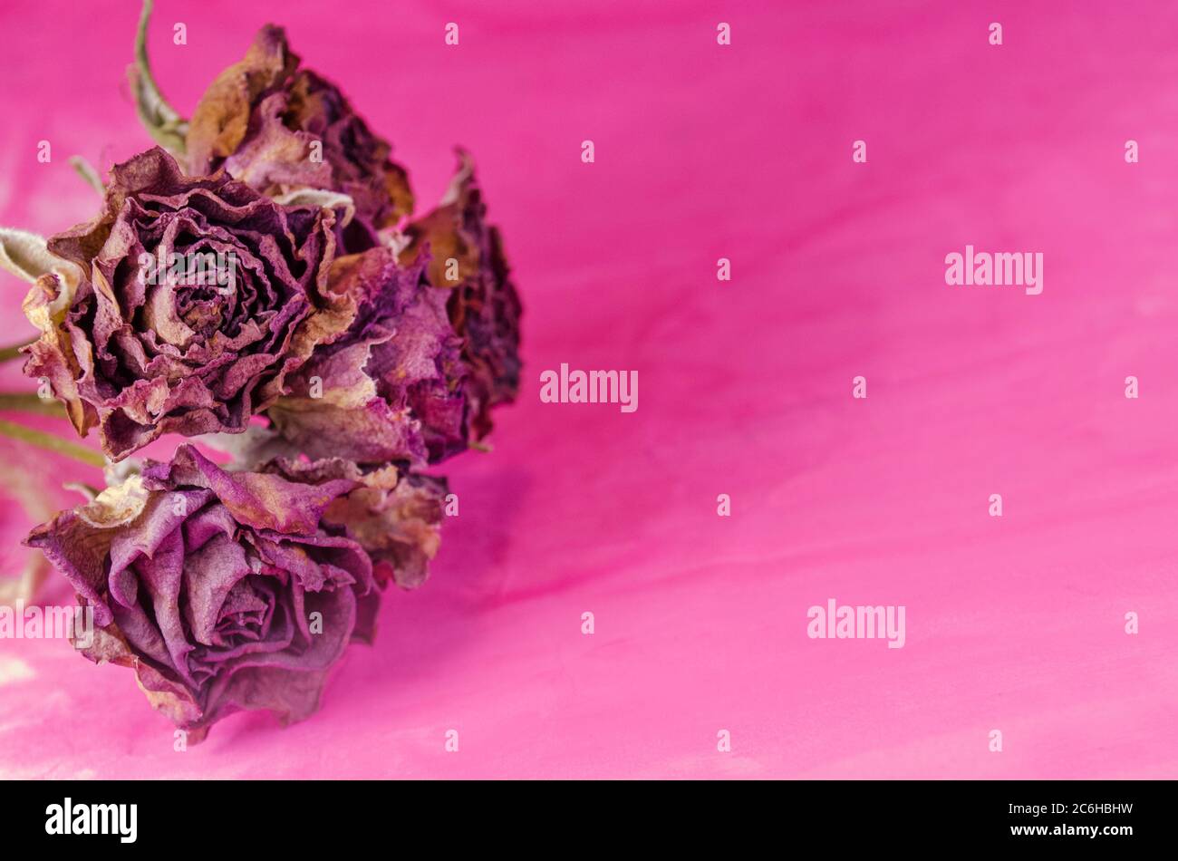 Getrocknete Blumen Rosen. Getrockneter Strauß mit bunten Rosen Stockfoto