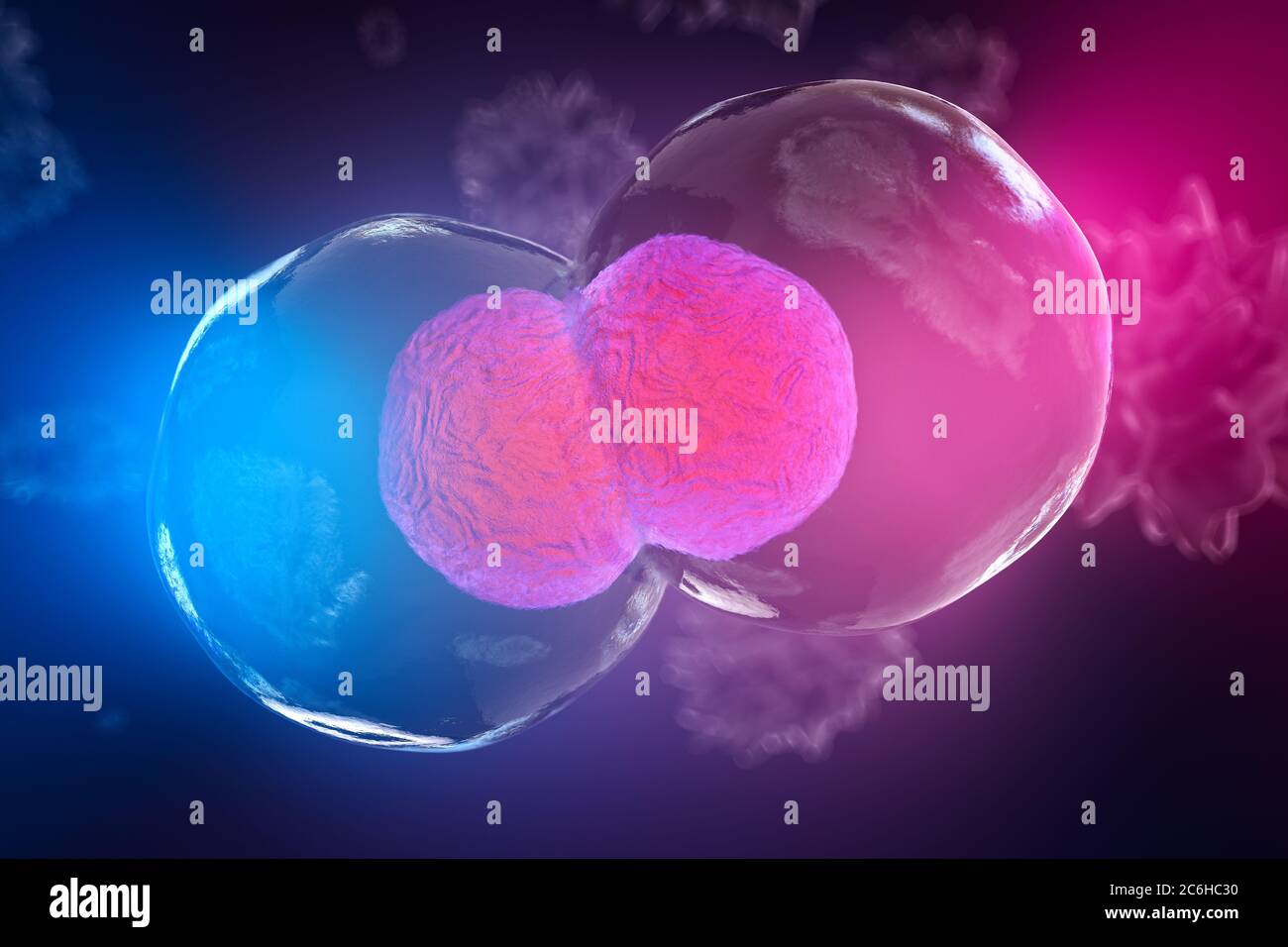 Körperzellen unter dem Mikroskop, Zellteilung. Eine gute Illustration als Darstellung der Forschung an Stammzellen, Zelltherapie und Regeneration und Stockfoto