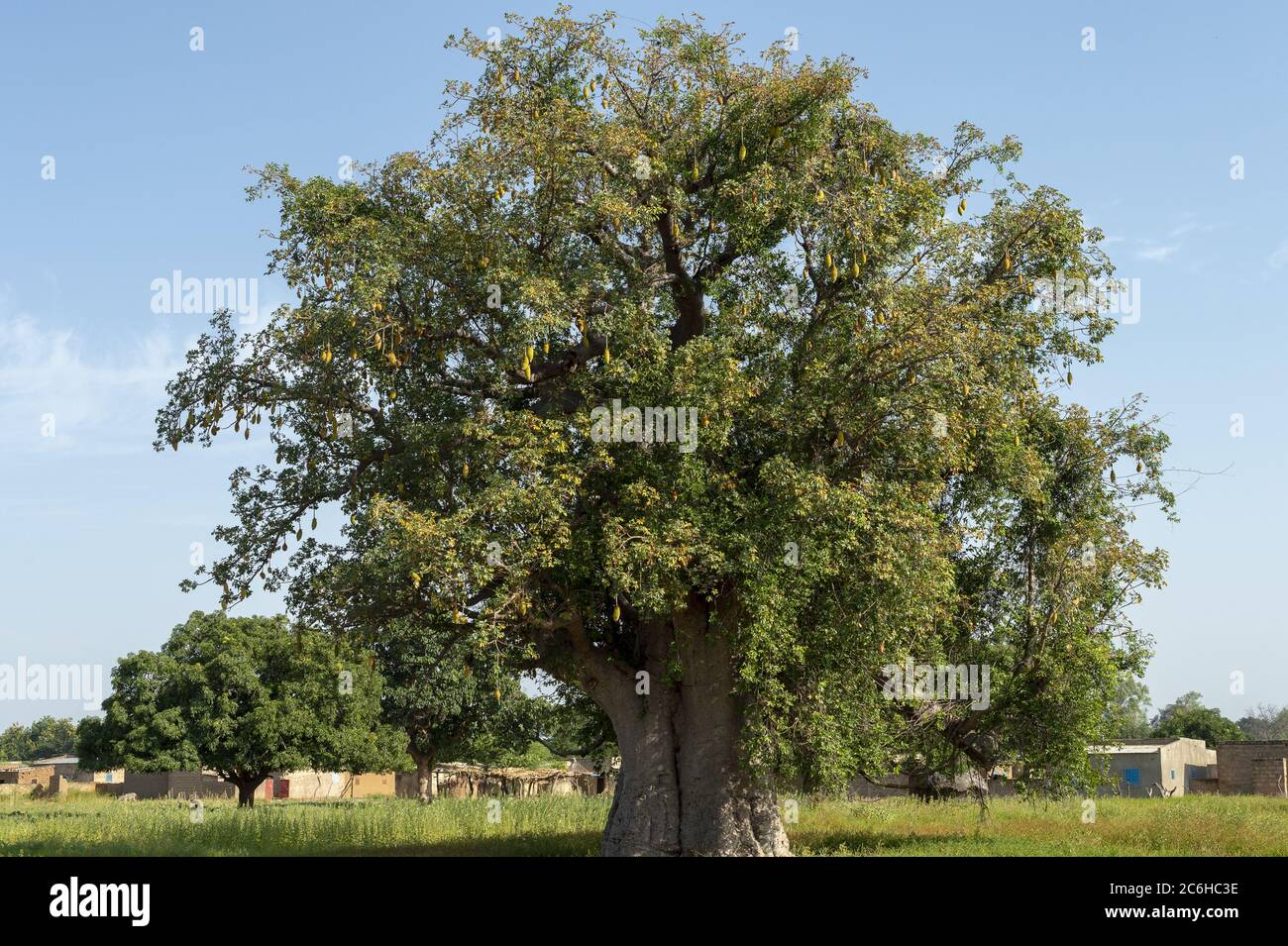 Afrikanische Baobab, Adansonia digitata, Bombacaceae, Burkina Faso, Afrika Stockfoto