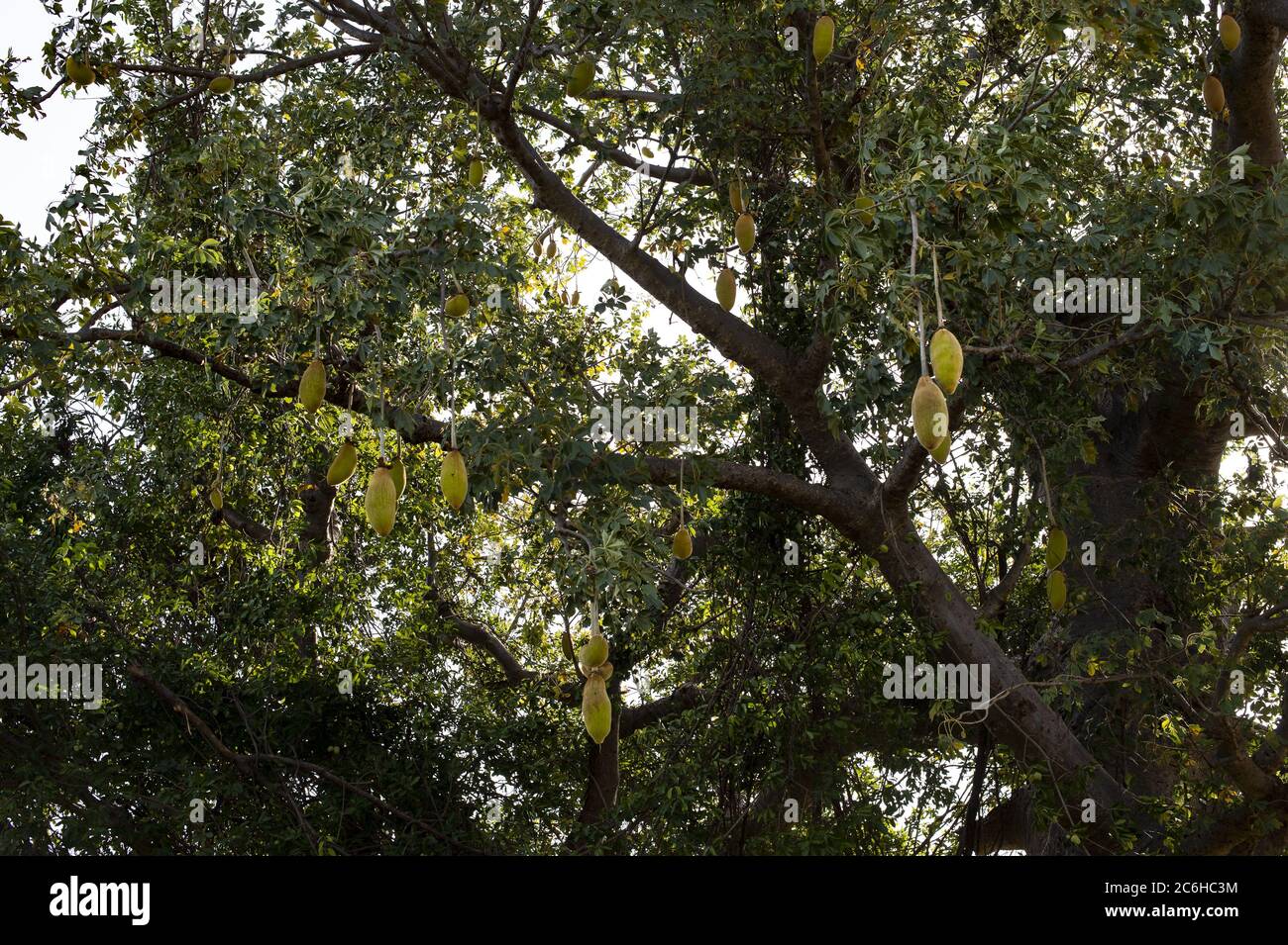 Früchte von afrikanischen Baobab, Adansonia digitata, Bombacaceae, Burkina Faso, Afrika Stockfoto