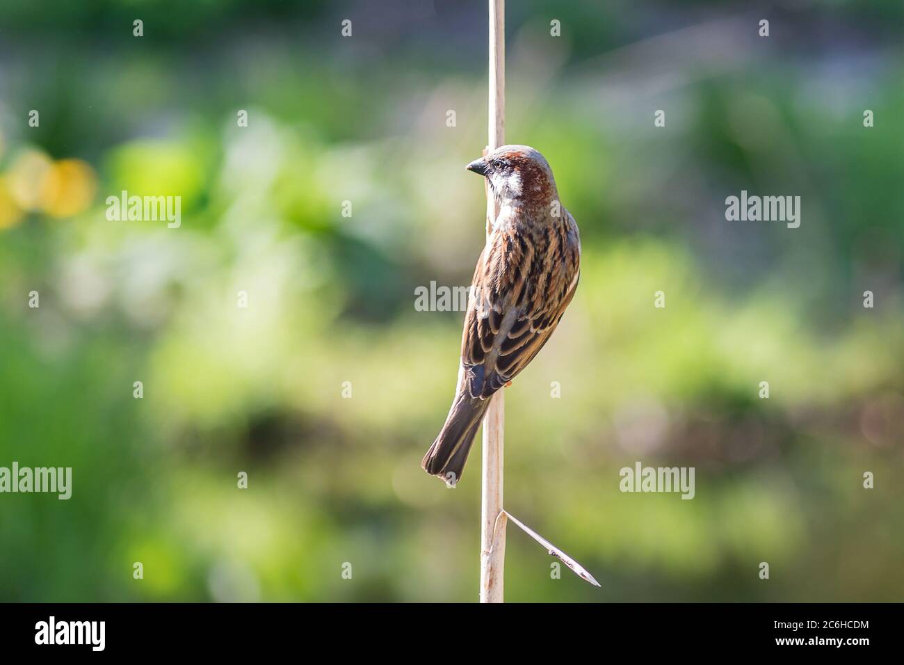 Sperling Vogel auf trockenem Ast sitzen Stockfoto