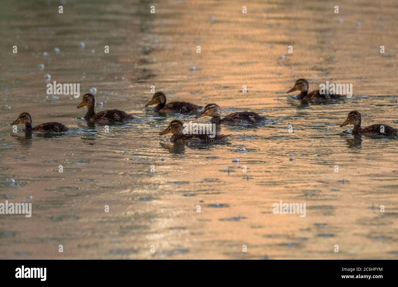 Junge Mallard Enten schwimmen in einer Regendusche. Stockfoto