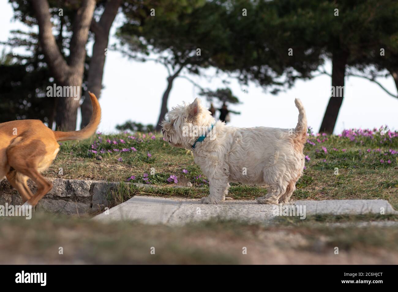 Kleiner weißer maltesischer Hund, der auf einem Pfad steht und neugierig in die Ferne blickt. Suchen stark und glücklich von der Seite in einem Park gesehen, während ein tun Stockfoto