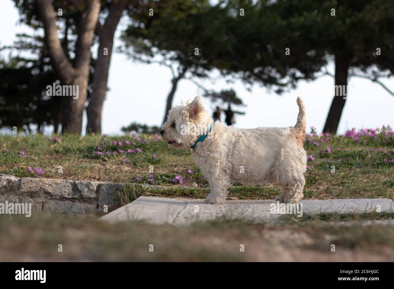 Kleiner weißer maltesischer Hund, der auf einem Pfad steht und neugierig in die Ferne blickt. Sieht stark und glücklich aus, von der Seite in einem Park gesehen Stockfoto