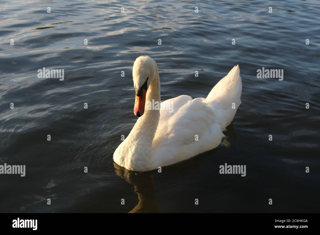 Ein erwachsener stummer Schwan mit gesenktem Kopf Stockfoto