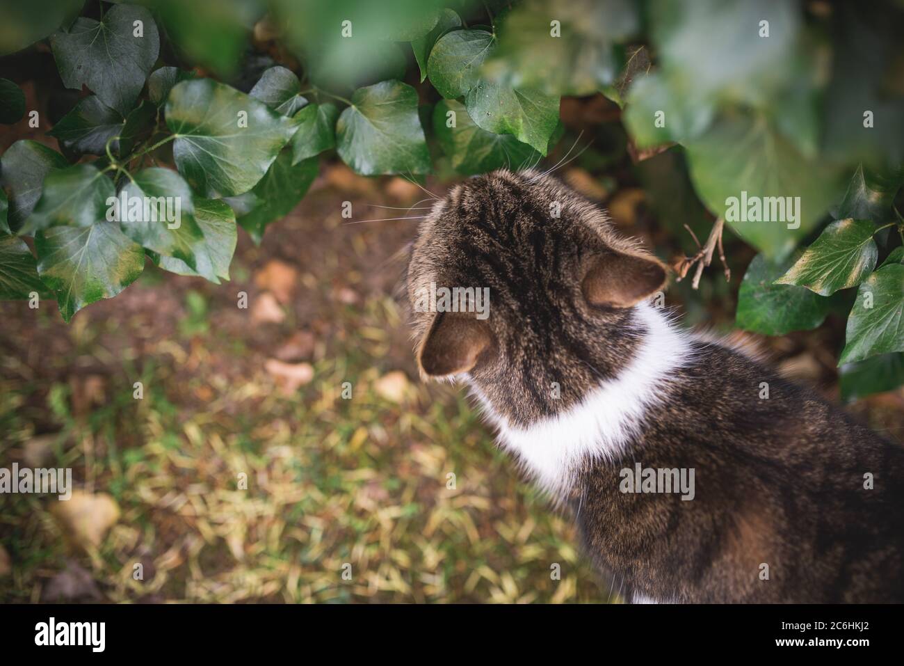 Draufsicht auf eine weiße, auf Efeu riechende britische Kurzhaarkatze Stockfoto