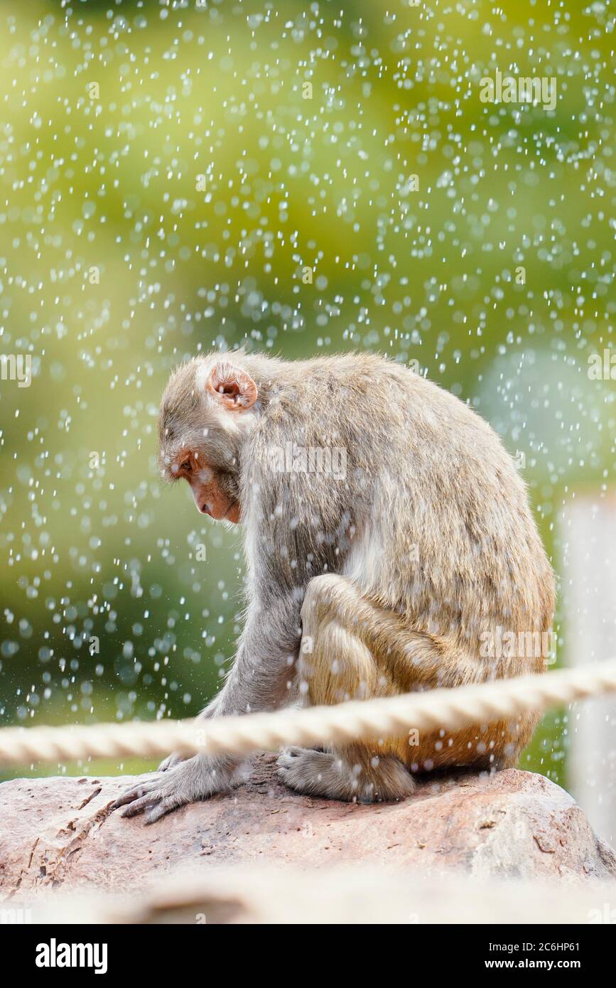 10. Juli 2020, Baden-Württemberg, Heidelberg: Ein Rhesusaffen kann im Tiergehege mit Wasser durch einen Sprinkler besprüht werden. Foto: Uwe Anspach/dpa Stockfoto
