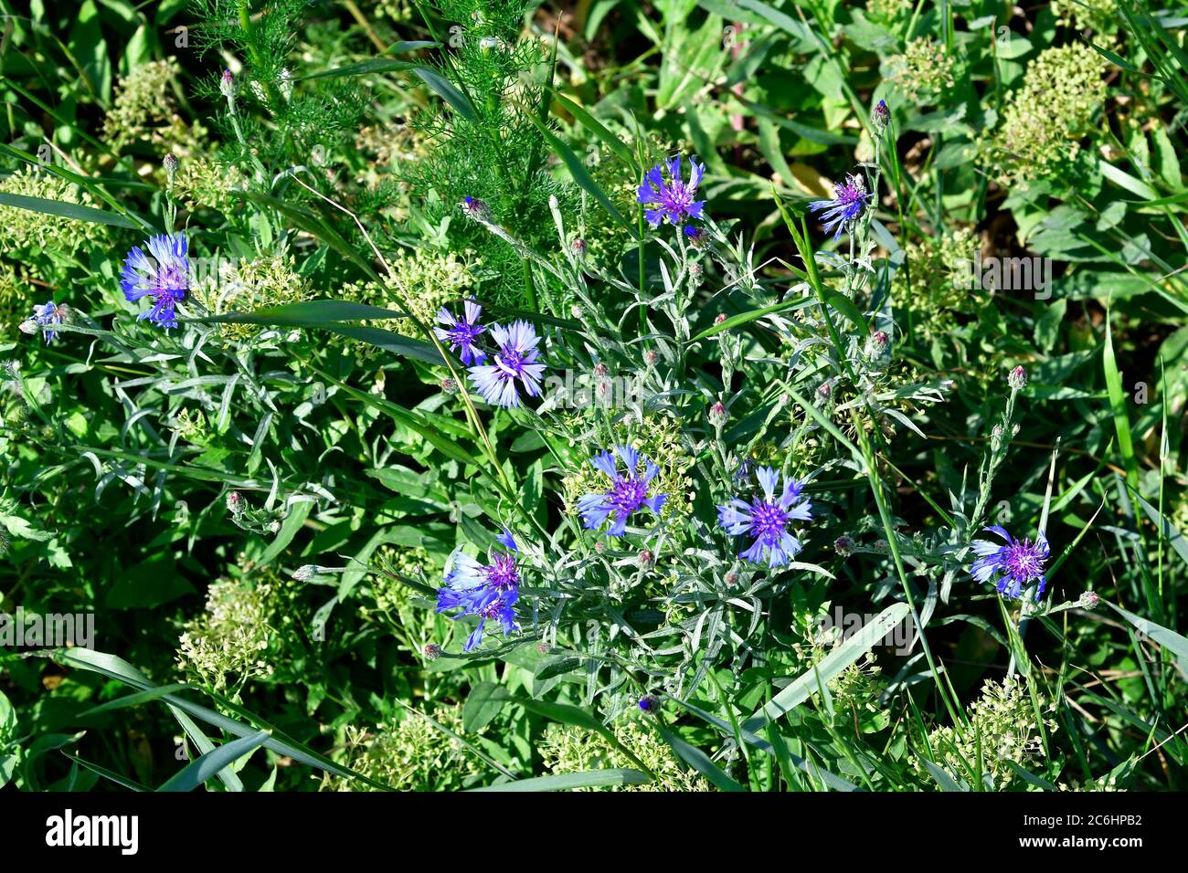 Botanik, Wildblume allgemein bekannt als Kornblume Stockfoto