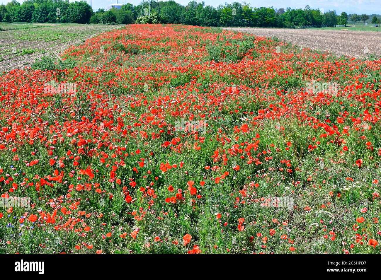 Österreich, Feld mit roten Mohnblumen in Niederösterreich Stockfoto