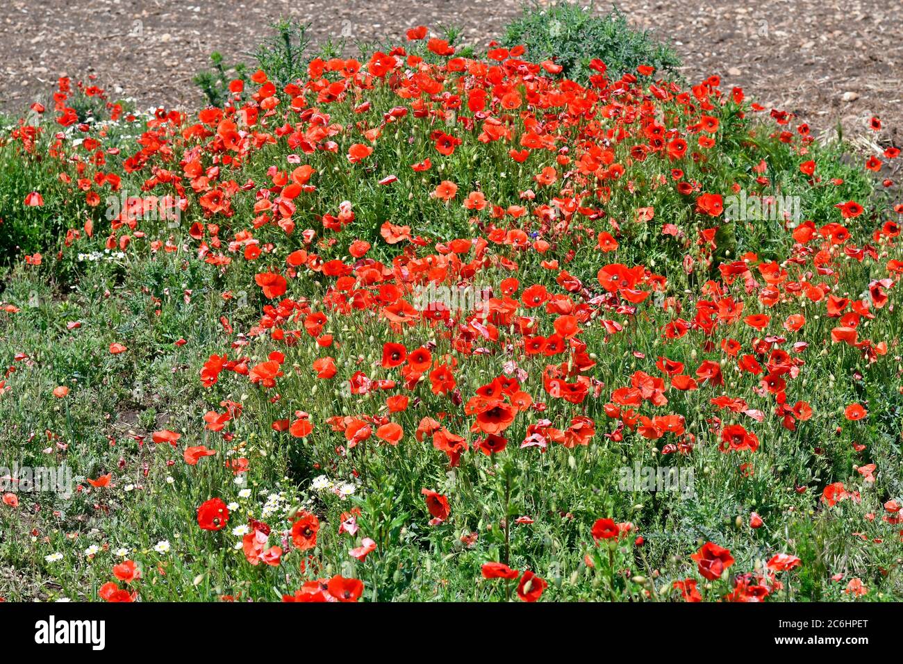 Österreich, Feld mit roten Mohnblumen in Niederösterreich Stockfoto