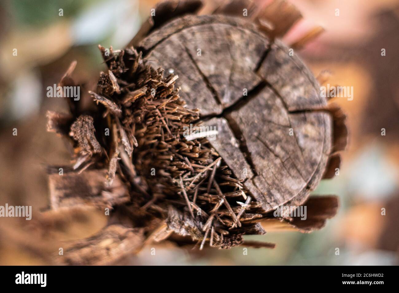 Eukalyptus oder Baum nach Kettensäge geschnitten Stockfoto