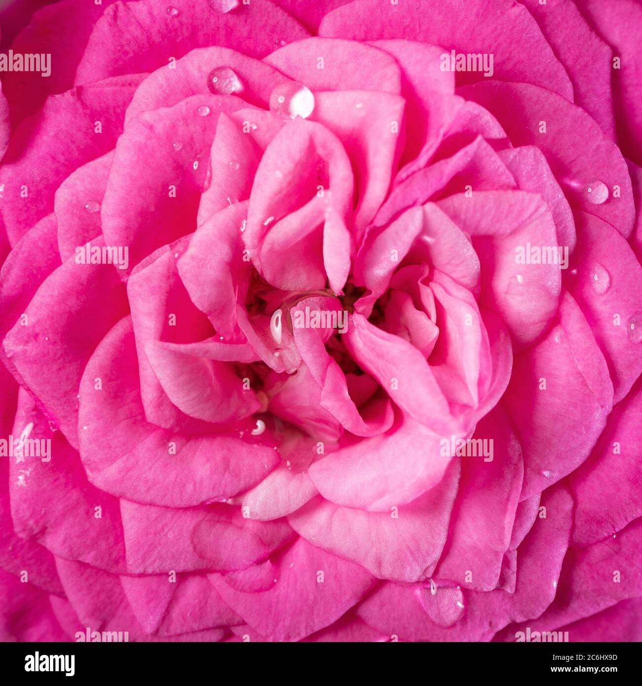 Nahaufnahme der nassen rosa Rosenblüte Stockfoto