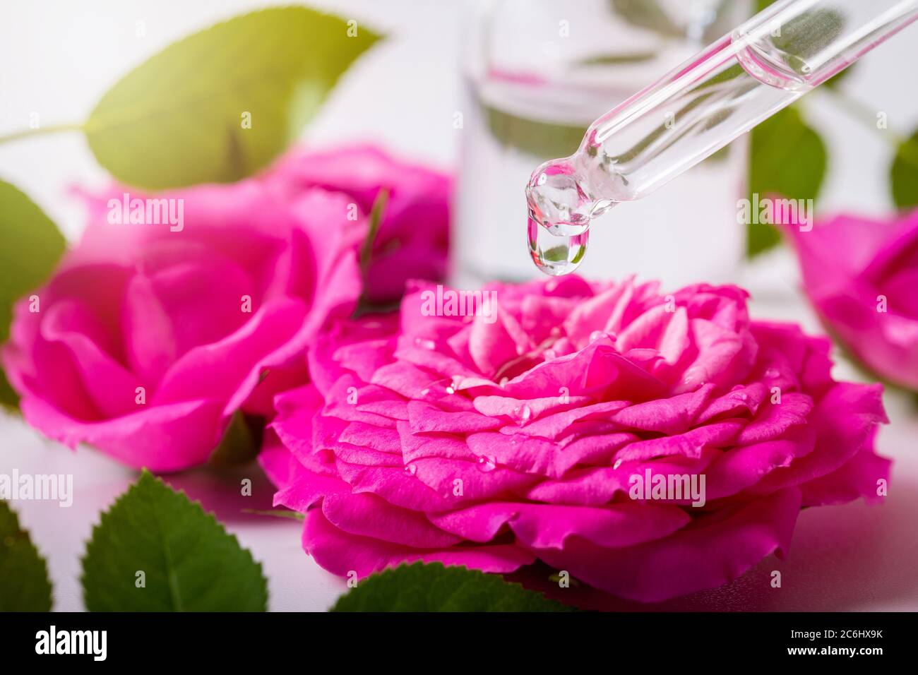Tropf mit blumigem ätherischem Öl Tropfen über der Rosenblume Stockfoto
