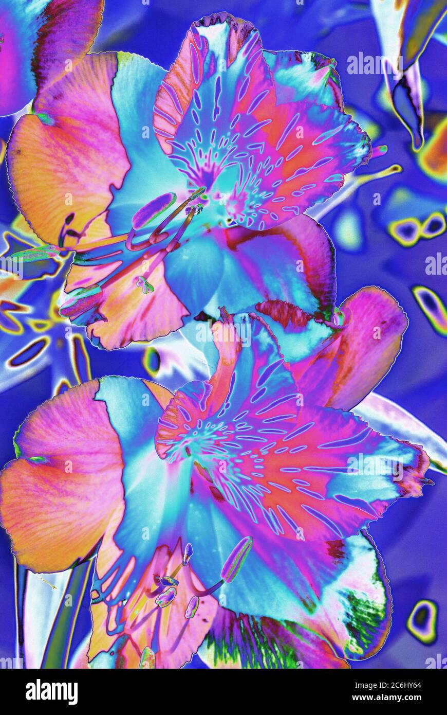 Digital manipuliertes Makroblumenbild. Psychedelisch, brillante Farben. Konzeptionell. Rote und blaue Schattierungen, Alstroemeria Blütenköpfe Anordnung. Stockfoto