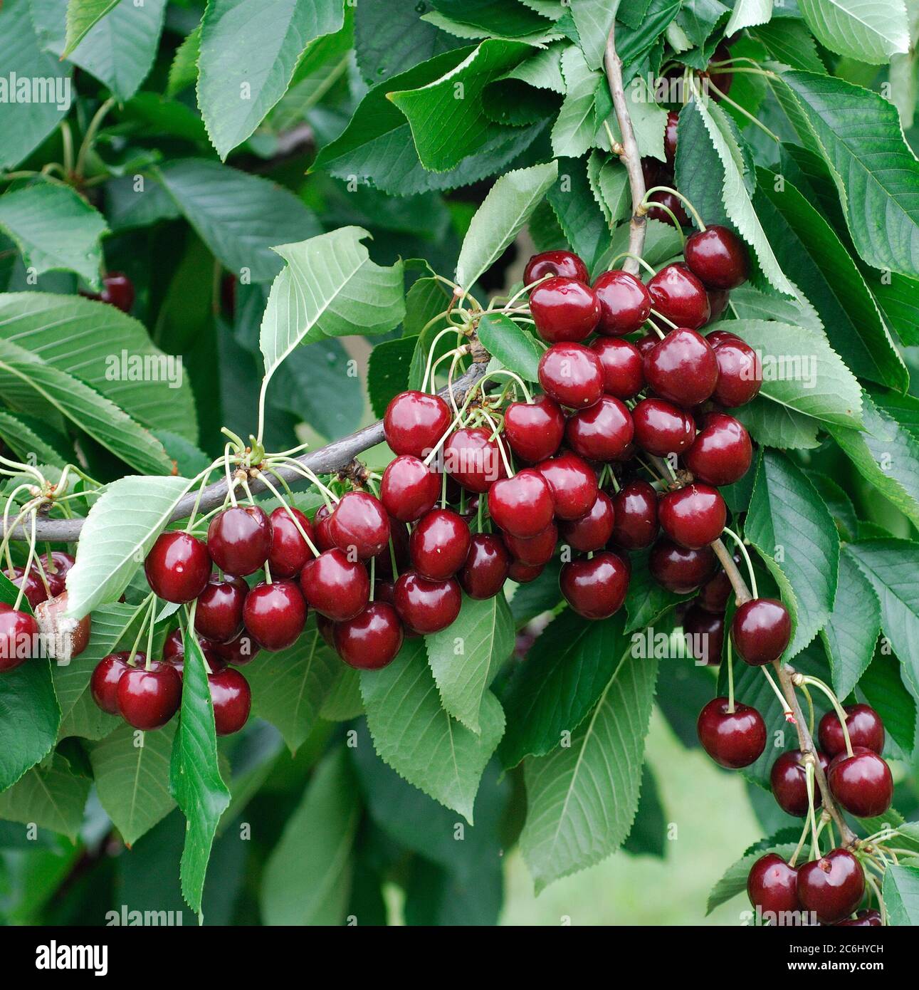 Prunus avium Stella, Prunus avium Stella Stockfoto