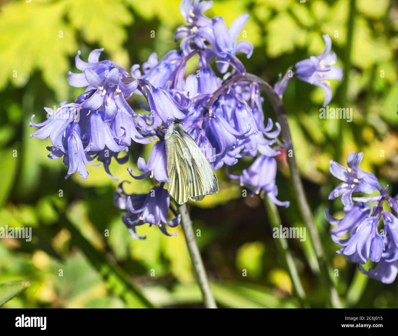 Weißer Schmetterling schlafen zwischen bluebells Blütenköpfe. Halbmakrorbild. Brillante Farben. Konzeptionell. Blau, Grüntöne, Stockfoto