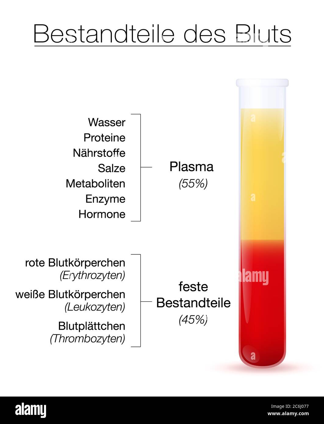 Bestandteile der Infografik Blut, deutscher Text. Reagenzglas mit zentrifugierten Plasma und festen Komponenten - die roten und weißen Blutkörperchen und Thrombozyten. Stockfoto