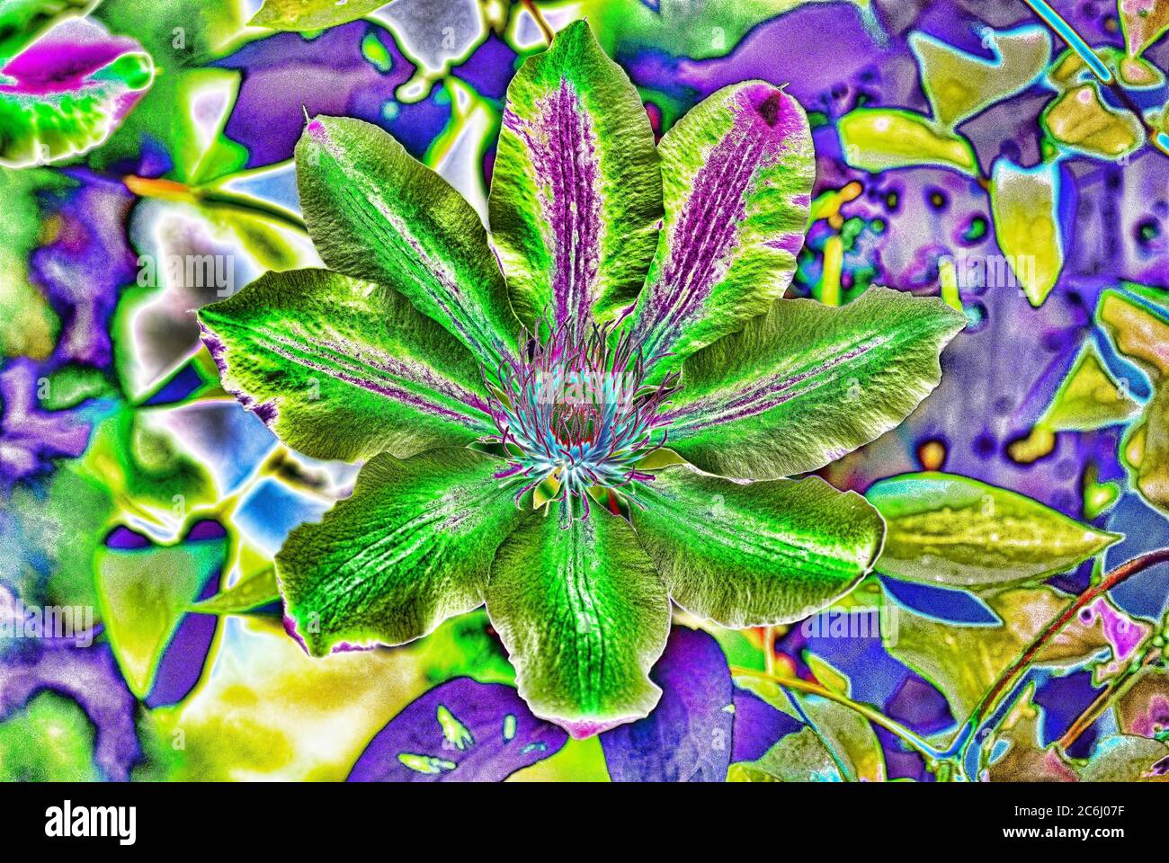 Digital manipuliertes Makroblumenbild. Psychedelisch, brillante Farben. Konzeptionell. Grüne und blaue Schattierungen, Alstroemeria Blütenköpfe Anordnung. Stockfoto