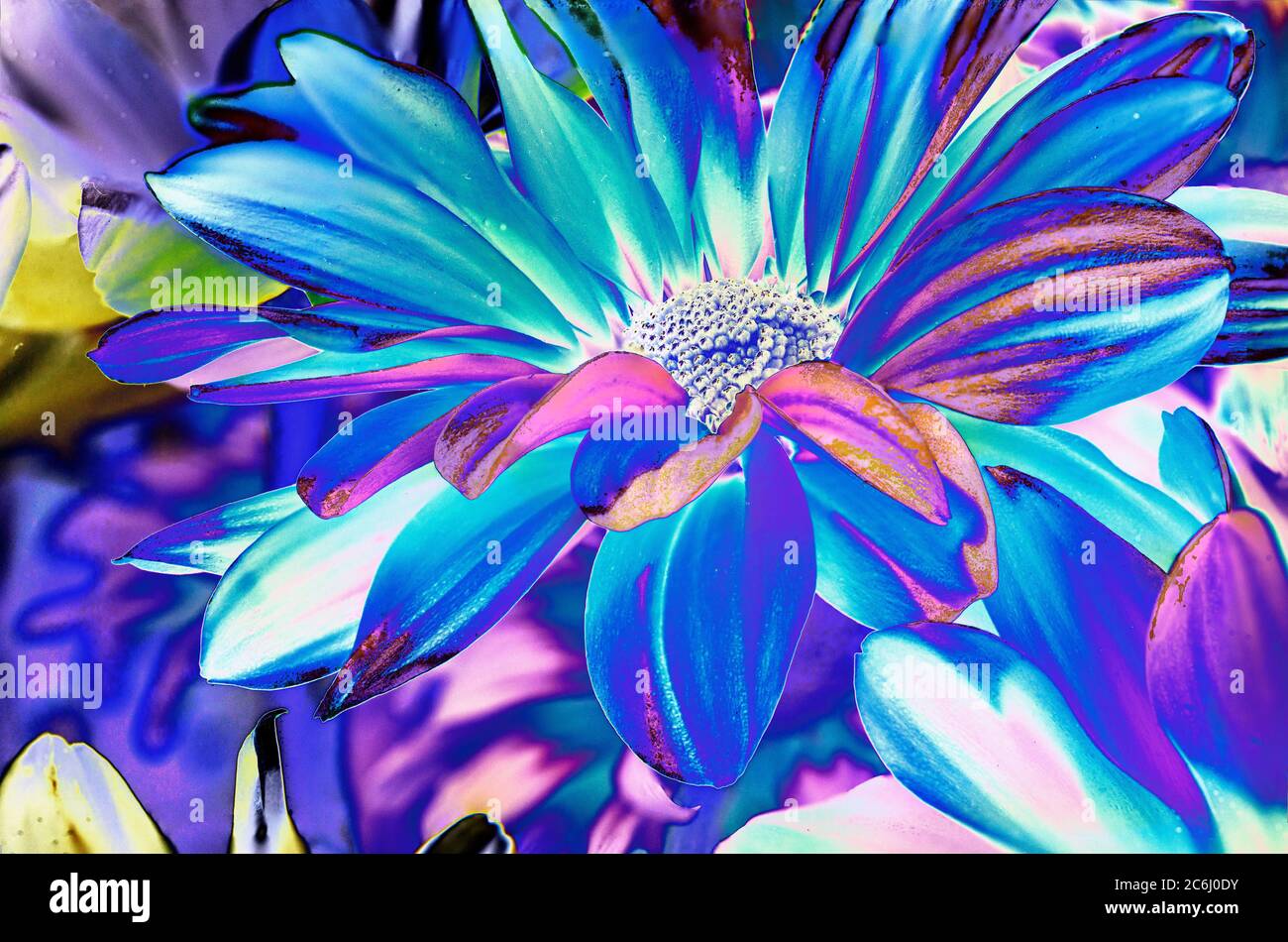 Digital manipuliertes Makroblumenbild. Psychedelisch, brillante Farben. Konzeptionell. Grüne und blaue Schattierungen, Gänseblümchen-Blütenköpfe Anordnung. Stockfoto