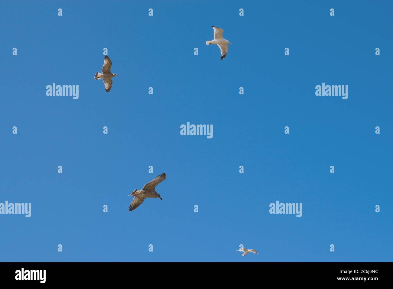 Vier Möwen schweben in einem blauen Himmel Stockfoto
