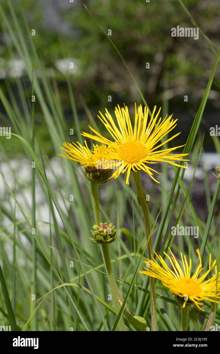 Elektampane oder Inula helenium l leuchtend gelbe Blüten und geschlossene Blütenköpfe Stockfoto