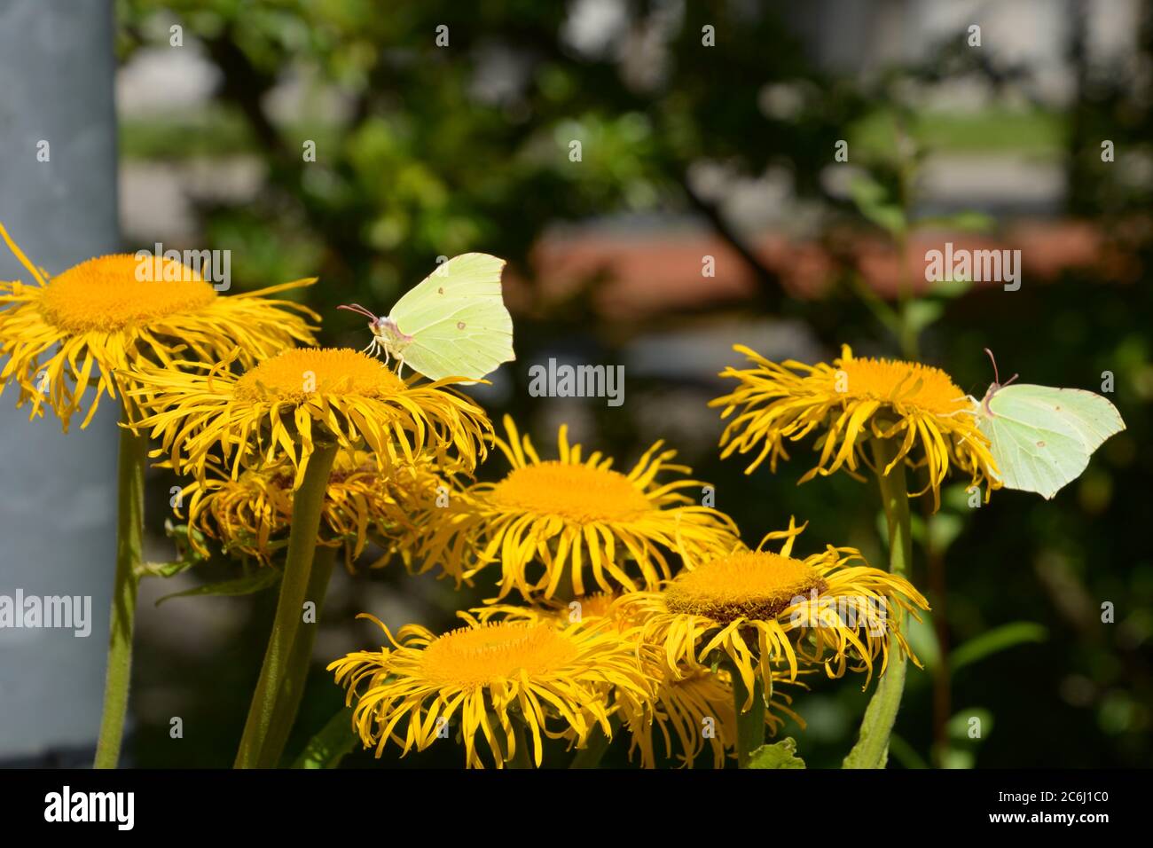 Weiße Schmetterlinge sitzen auf einem gelben Elektampane oder Pferd-heilen im Sommer Stockfoto