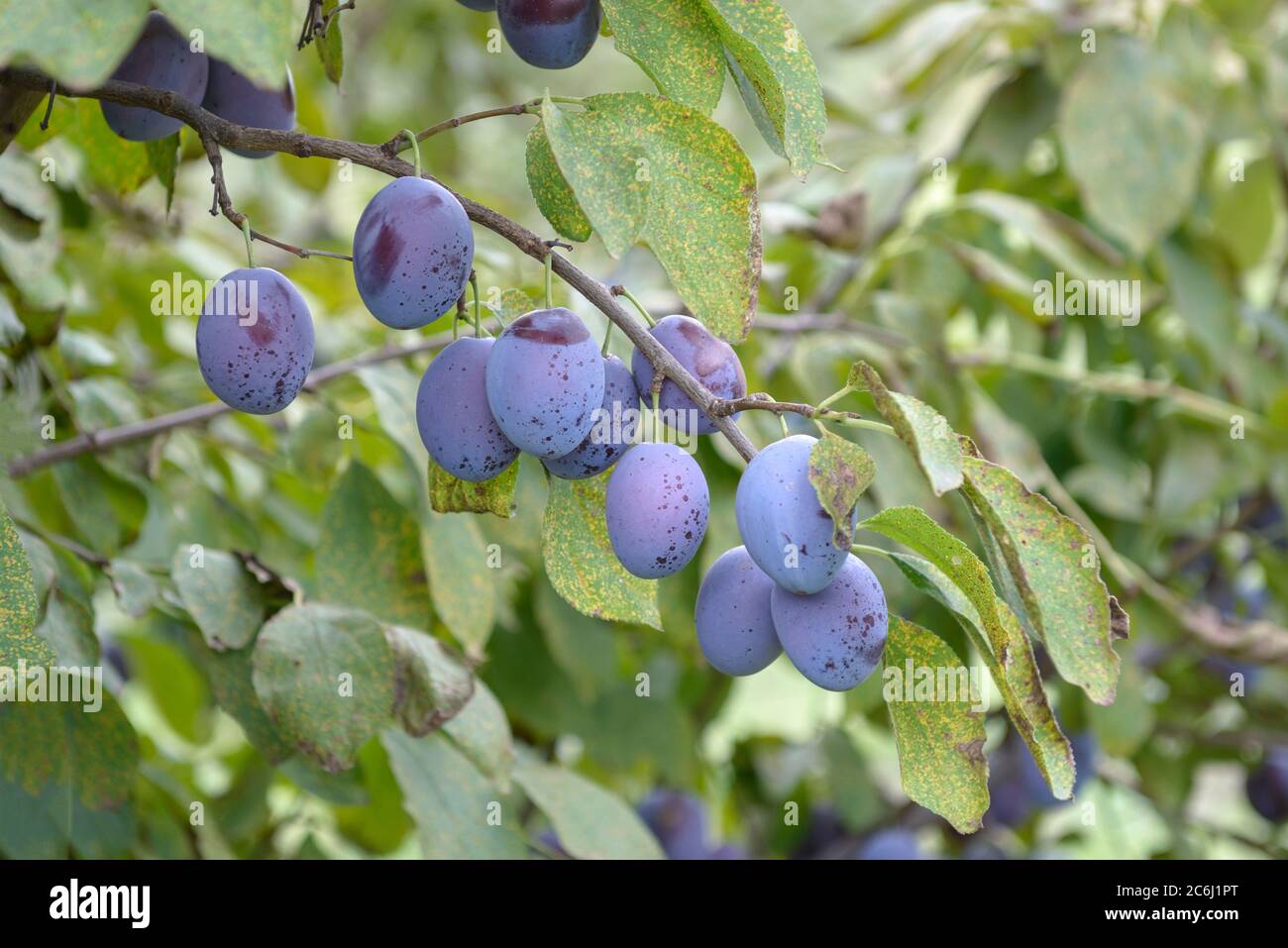 Zwetsche Prunus domestica Hauszwetsche - Schraderhof, Pflaumen-Rost Tranzschelia pruni spinosae, Prune Prunus domestica Hauszwetsche - Schraderhof, Stockfoto