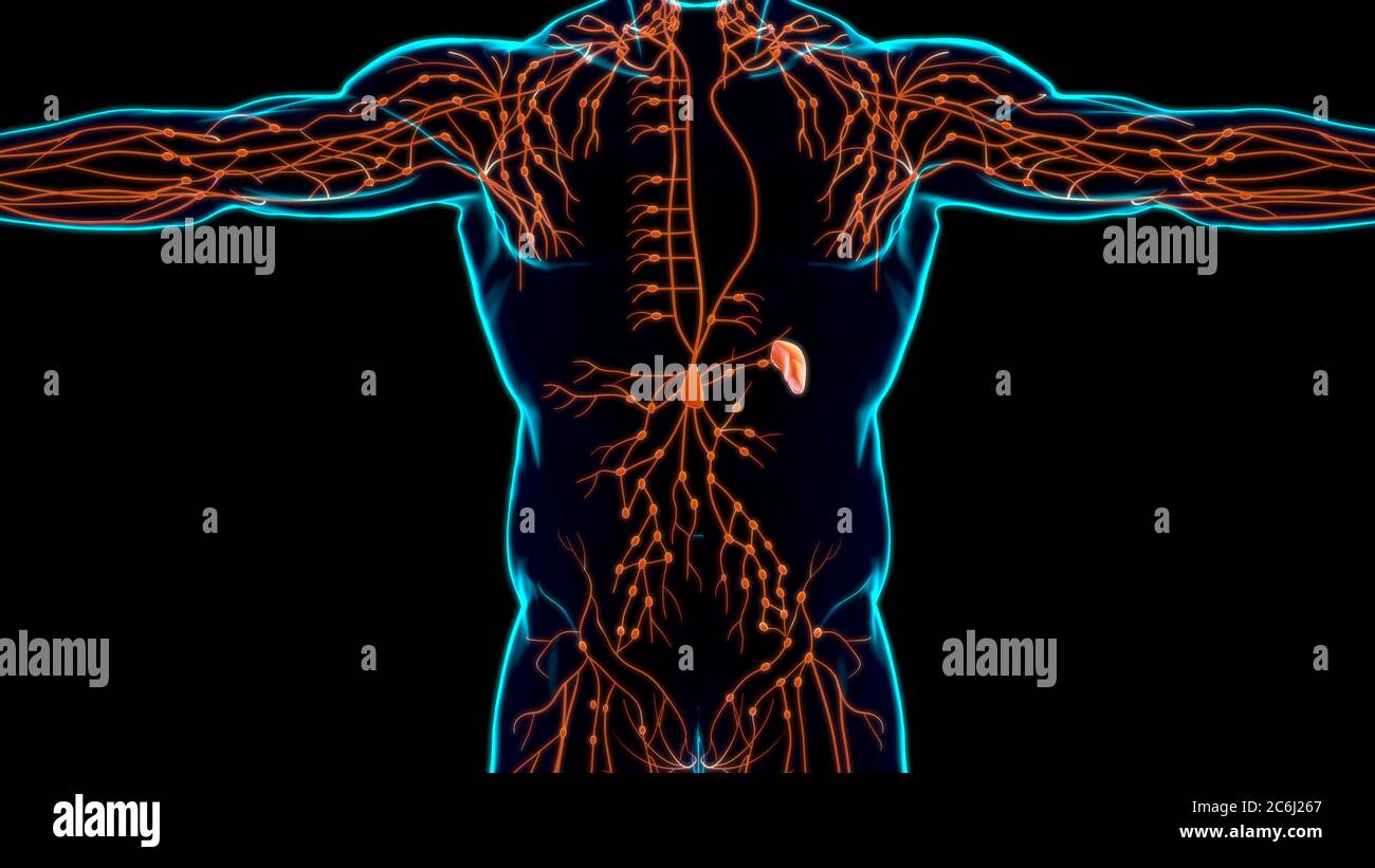 Menschliche Lymphknoten Anatomie für medizinisches Konzept 3D Illustration Stockfoto