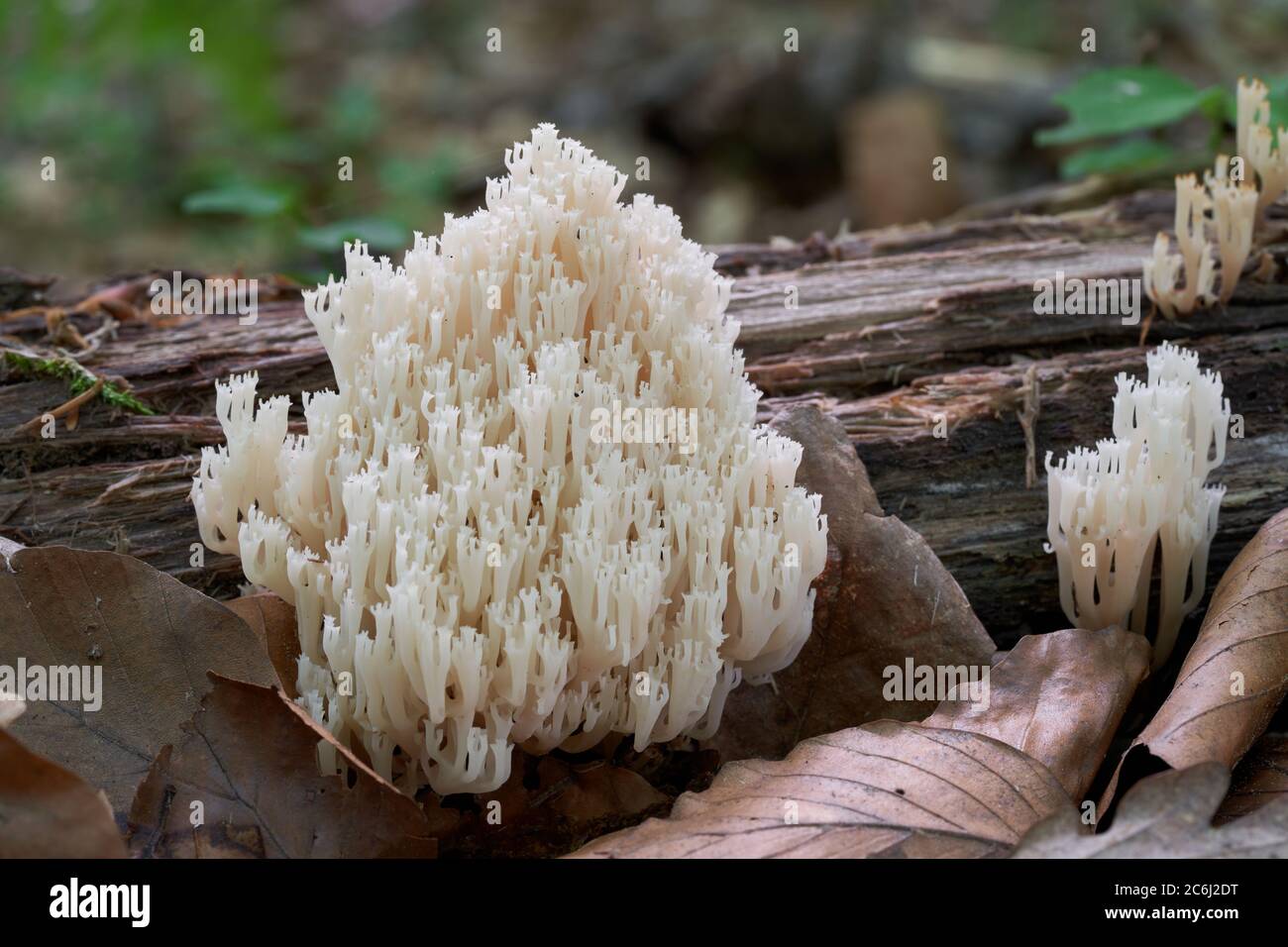 Ungenießbarer Pilz Artomyces pyxidatus im Buchenwald. Bekannt als Kronkoralle oder Kronkorallenpilz. Weißer Wildpilz wächst auf Baumstumpf. Stockfoto