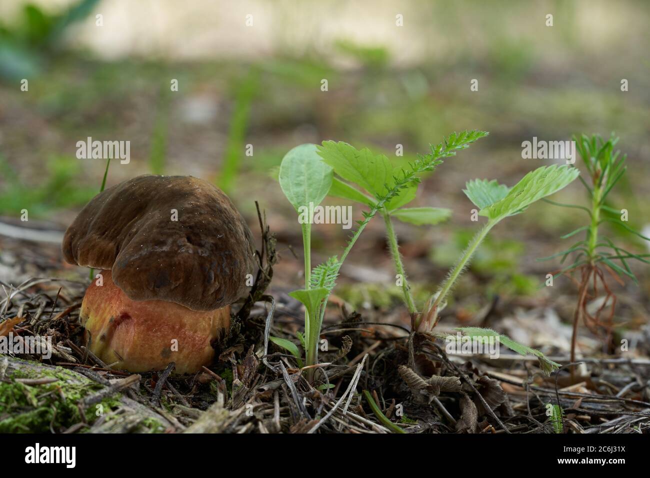 Essbarer Pilz Neoboletus luridiformis auf dem Waldweg. Bekannt als Scarletina Bolete. Mushom mit brauner Tasse und gelb-rotem Stiel. Stockfoto