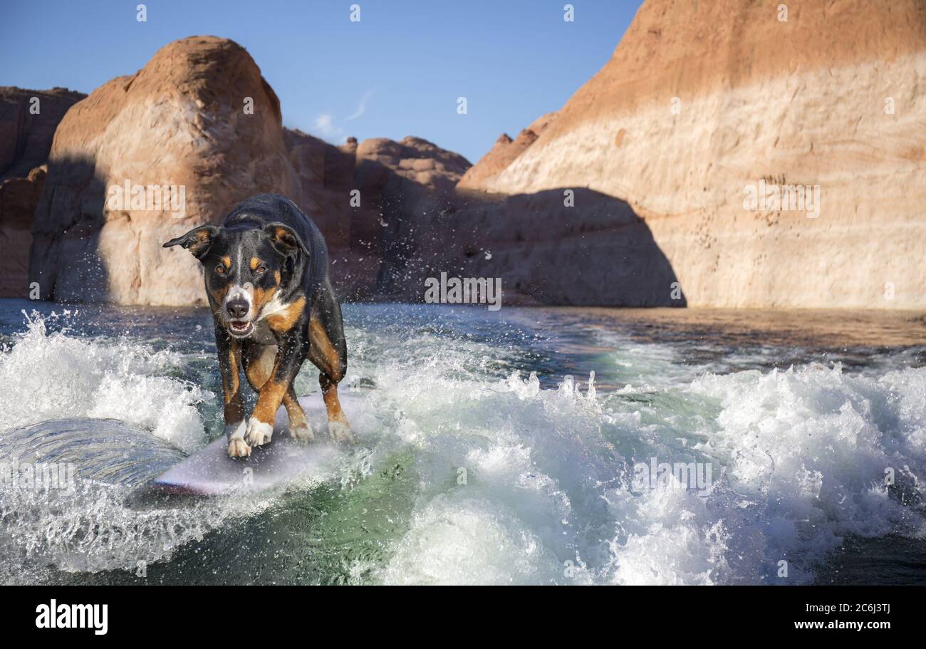 Hund Surfen auf einer Welle Stockfoto