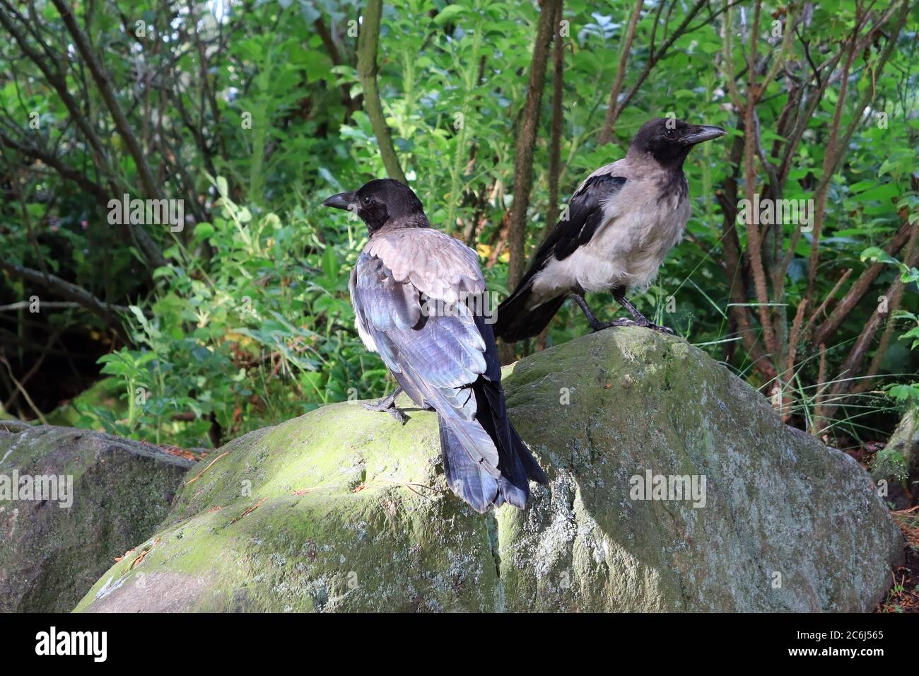 Zwei junge Krähen mit Kapuze, Corvus cornix, auf einem Felsen in natürlicher Umgebung. Stockfoto