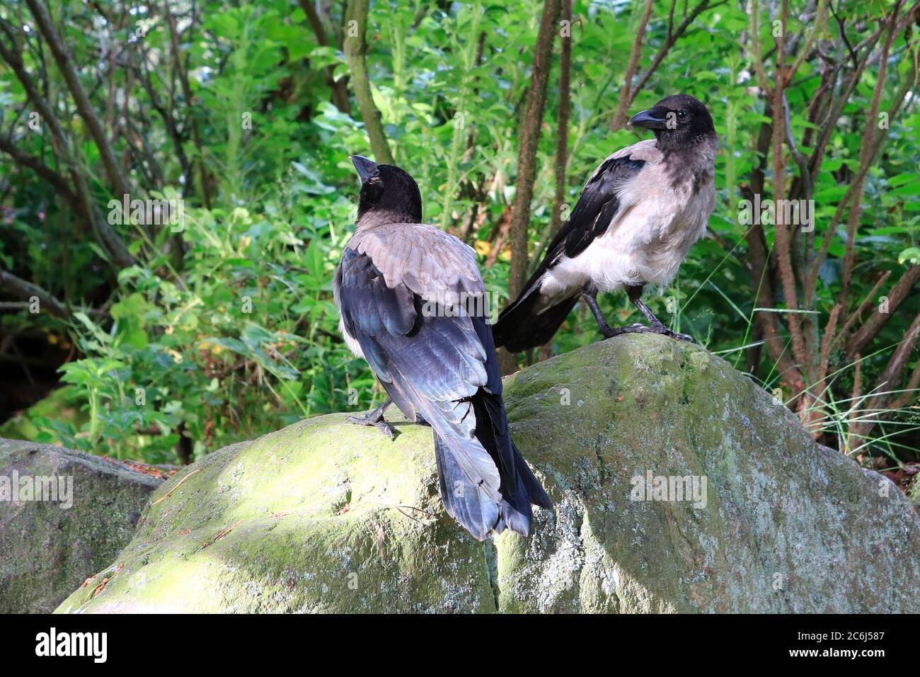 Zwei junge Krähen mit Kapuze, Corvus cornix, die auf einem Felsen stehen und ihre Umgebung erkunden. Junge Krähen untersuchen ihre Umgebung mit viel Neugier. Stockfoto