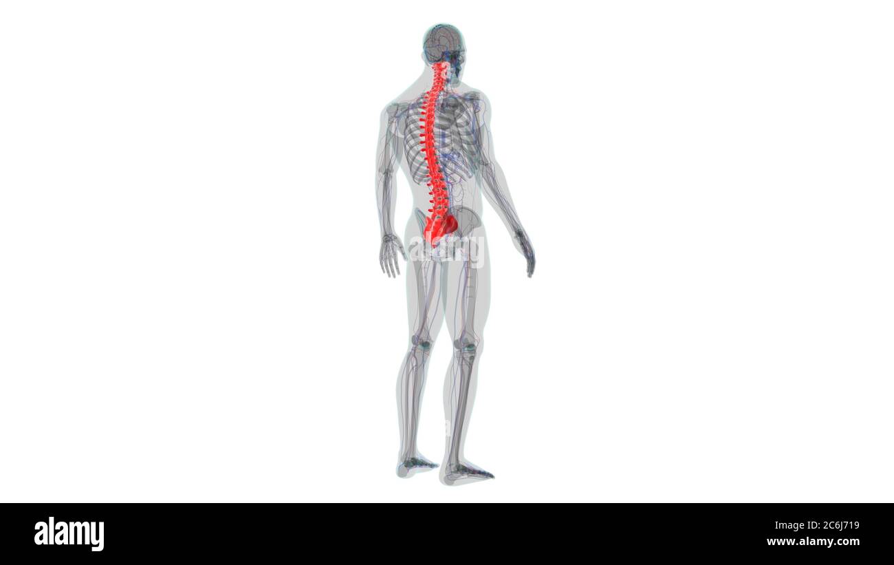 Menschliches Skelett Wirbelsäule Wirbelsäule Anatomie 3D Illustration ...