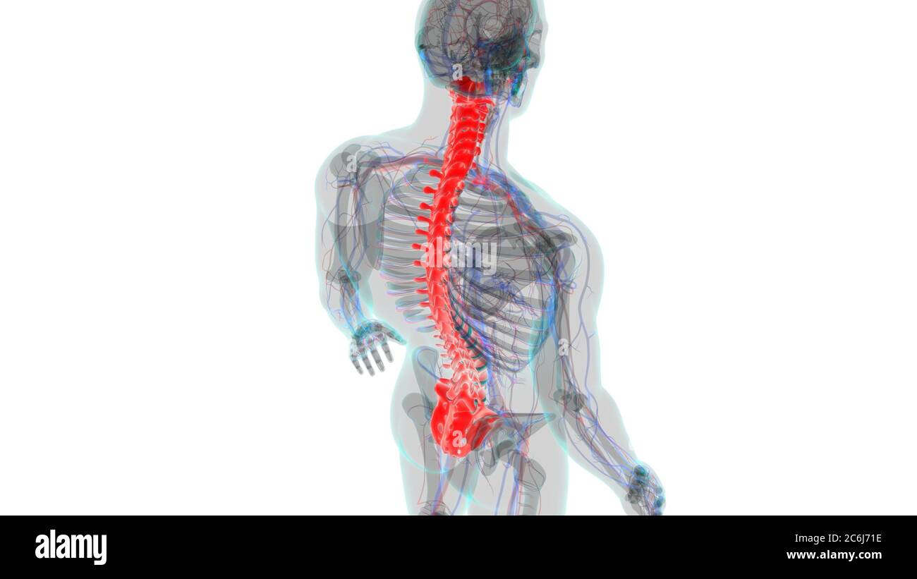Menschliches Skelett Wirbelsäule Wirbelsäule Anatomie 3D Illustration ...
