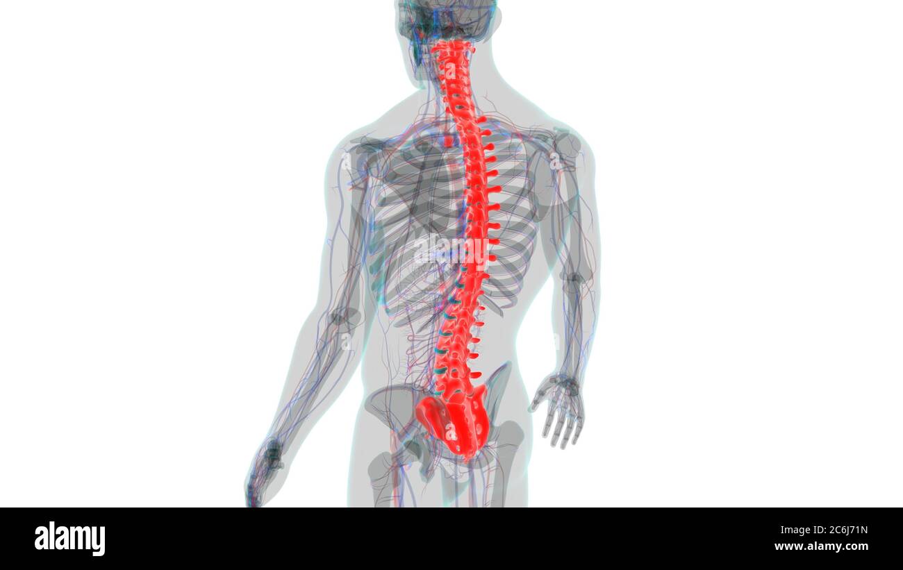 Menschliches Skelett Wirbelsäule Wirbelsäule Anatomie 3D Illustration ...