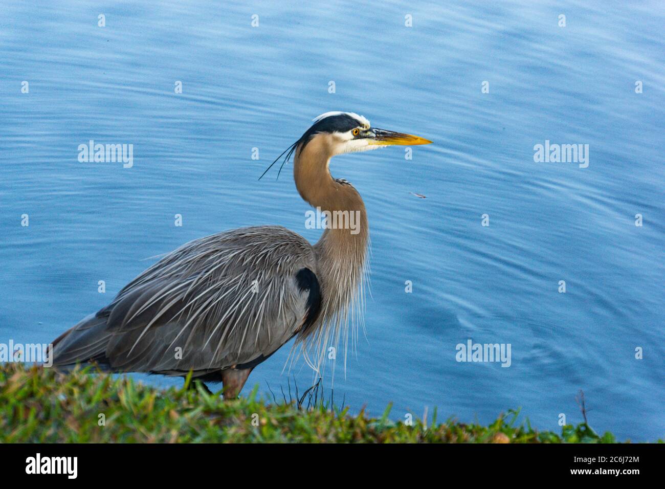 Dreifarbige Reiher watend in einem Teich Stockfoto