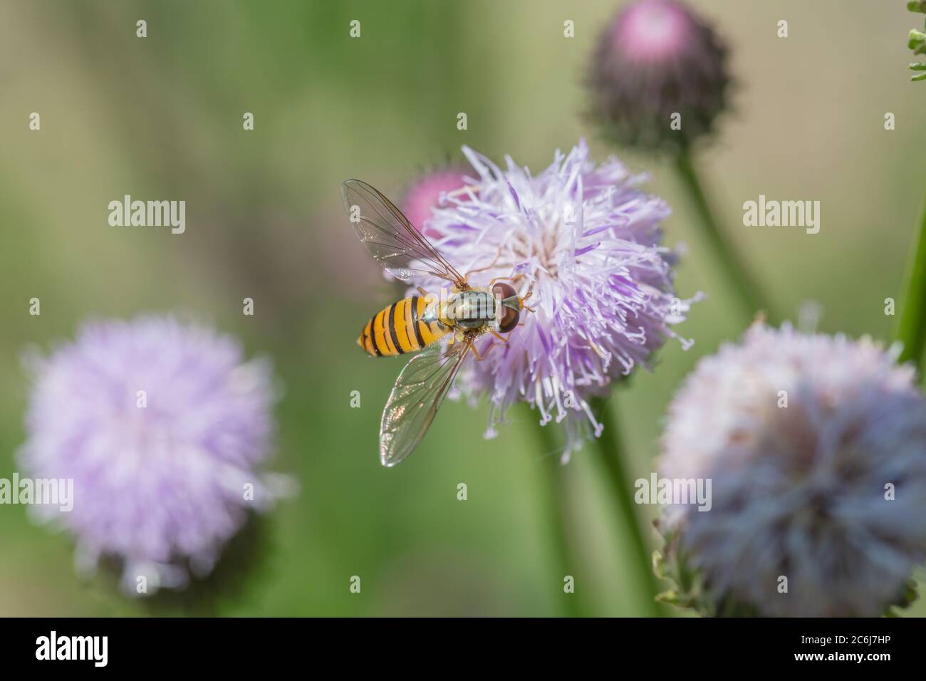 Blühende rosa Blumen im Freien Tagesetes und Bienen，Hemistepta lyrata (Bunge) Bunge Stockfoto