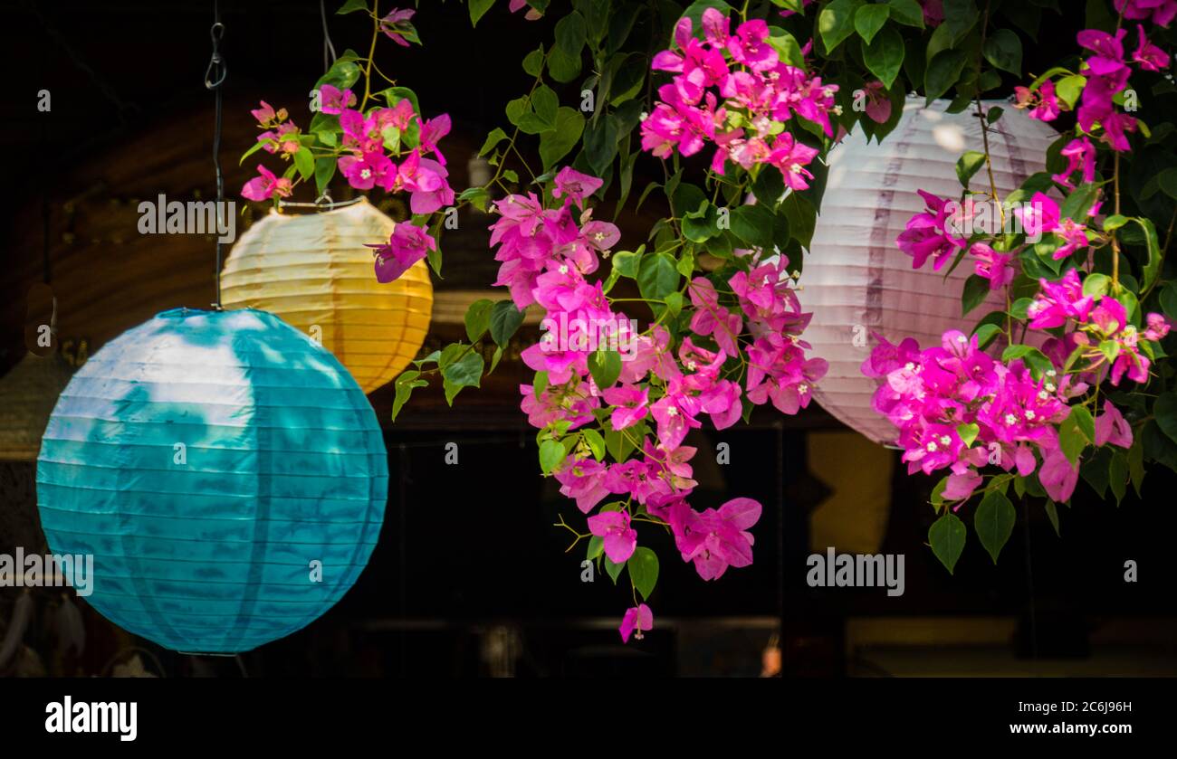 Leuchtend rosa Bougainvillea Blüten hängen zwischen weißen, blauen und gelben Laternen in Vietnam Stockfoto
