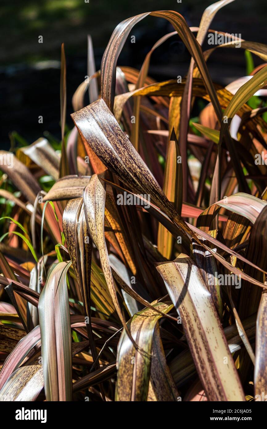 Die Blätter einer Phormium-Bronze-Kriegerin phormium-tenax purpureum Neuseeland Flachspflanze. Stockfoto