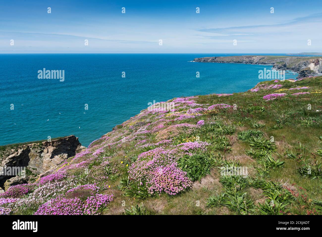 Meeresgedieh Armeria maritima wächst auf dem Küstenweg bei Bedruthan Steps in Carnewas in Cornwall. Stockfoto