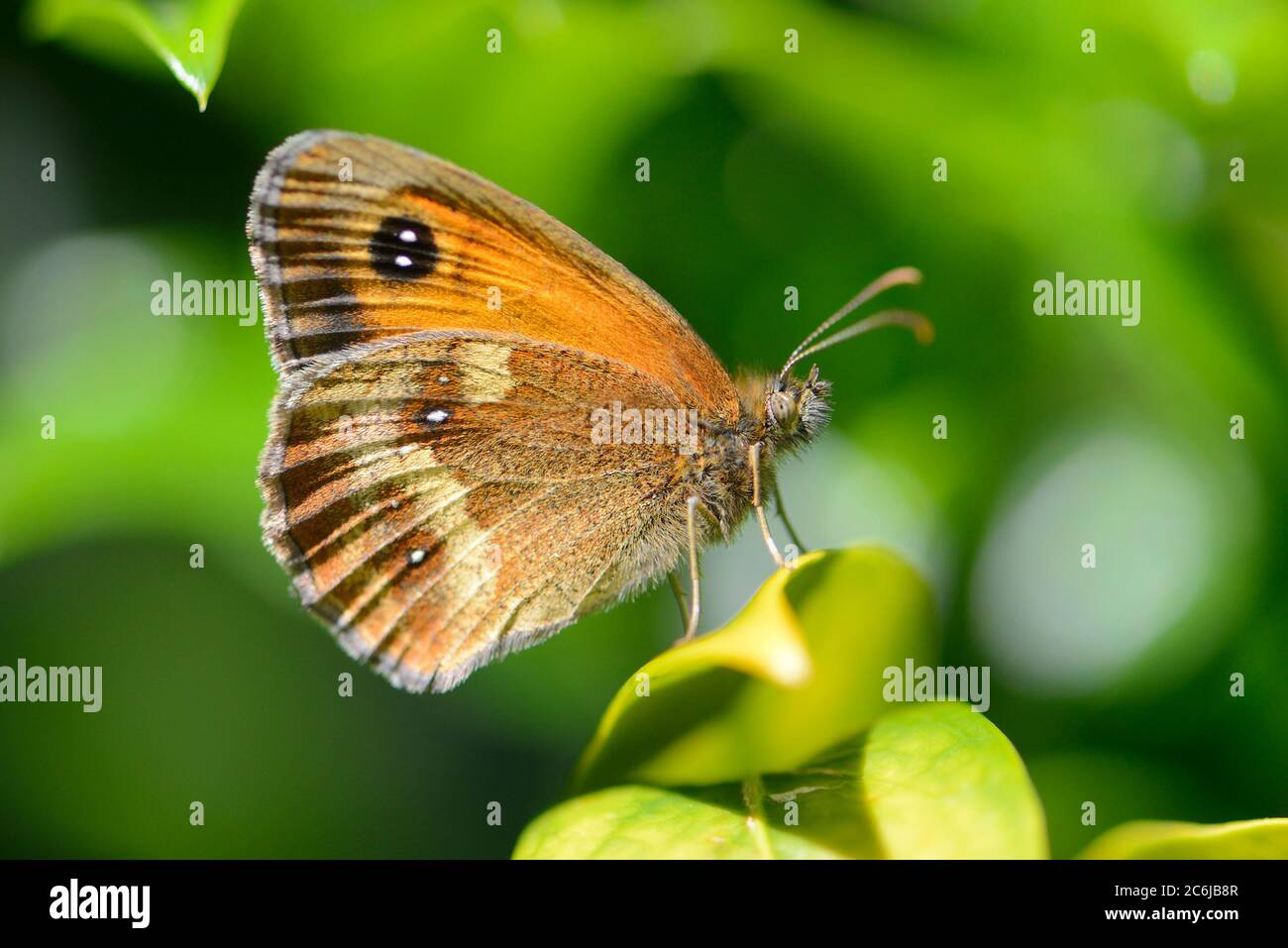 Pförtner-Schmetterling (Pyronia tithonus) männlich, Unterflügel. Juli - Kent, Großbritannien. Stockfoto